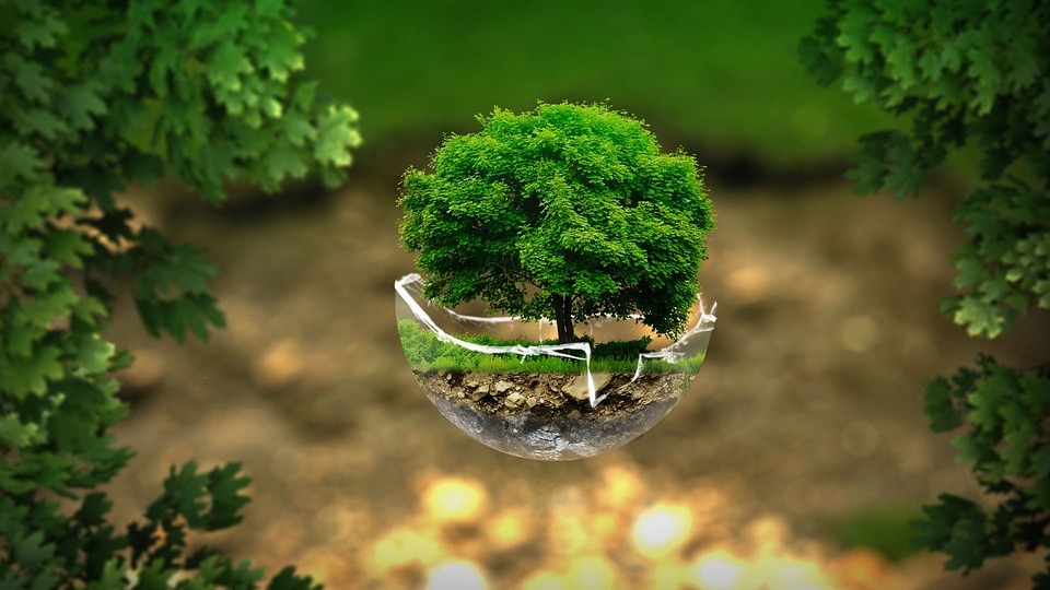 Ecotoxicology: The Hidden Cost of Pollution on Ecosystems