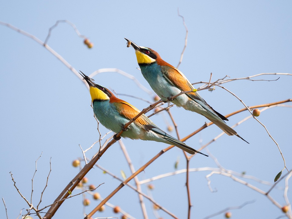 From Forests to Oceans: The Vital Interconnections of Earth’s Habitats