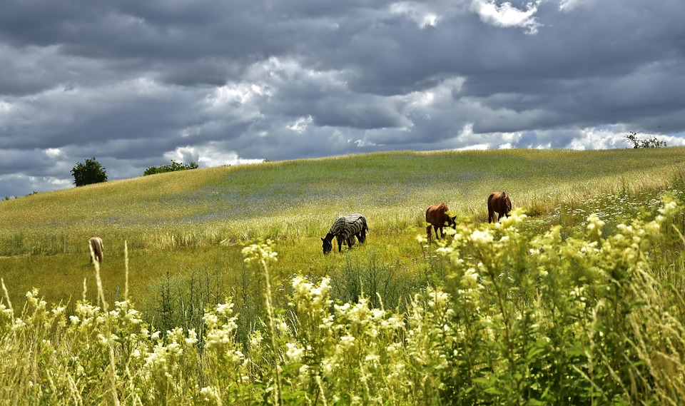 Restoration Ecology: Healing the Planet One Ecosystem at a Time