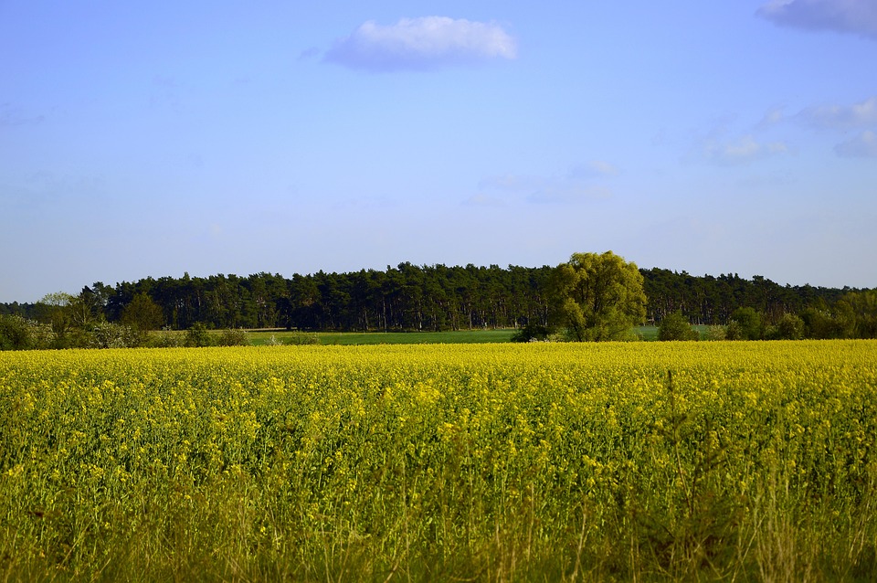 The Future of Food: How Sustainable Agriculture Supports Ecological Health