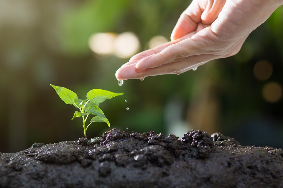 Waste Not: The Ecology of Sustainable Living
