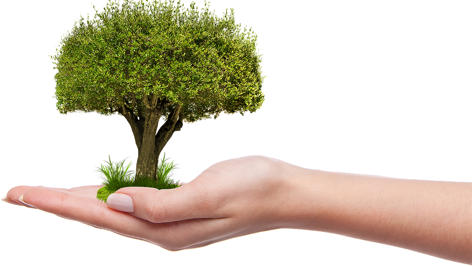Urban Ecology: How Cities Can Thrive in Harmony with Nature